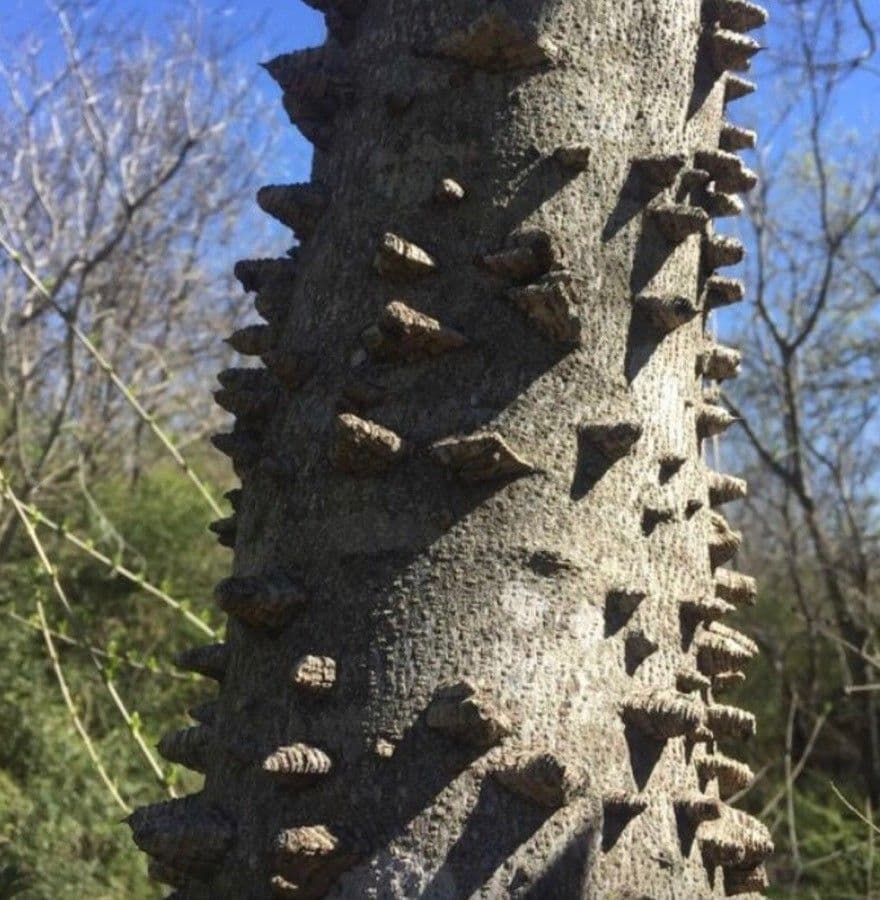 Zanthoxylum martinicense 4