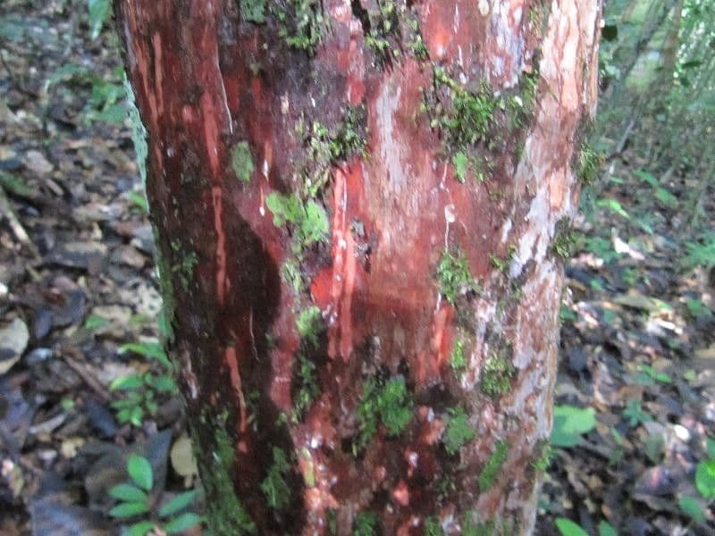 Pouteria 7