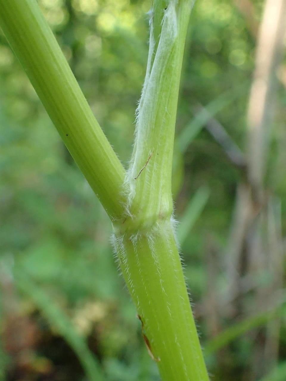 Cerfoglio selvatico 23