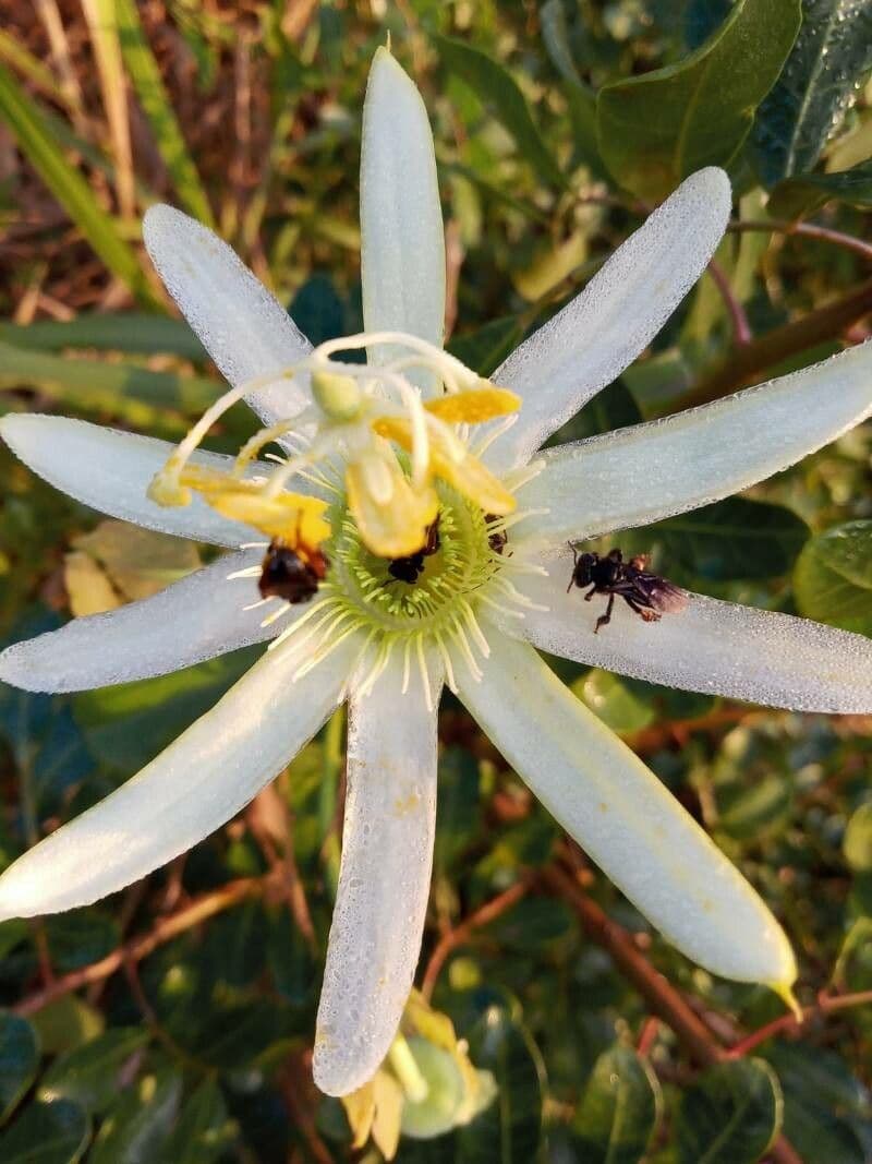 Passiflora morifolia