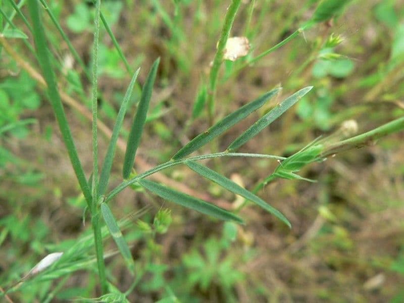 Vesce à petites fleurs 10