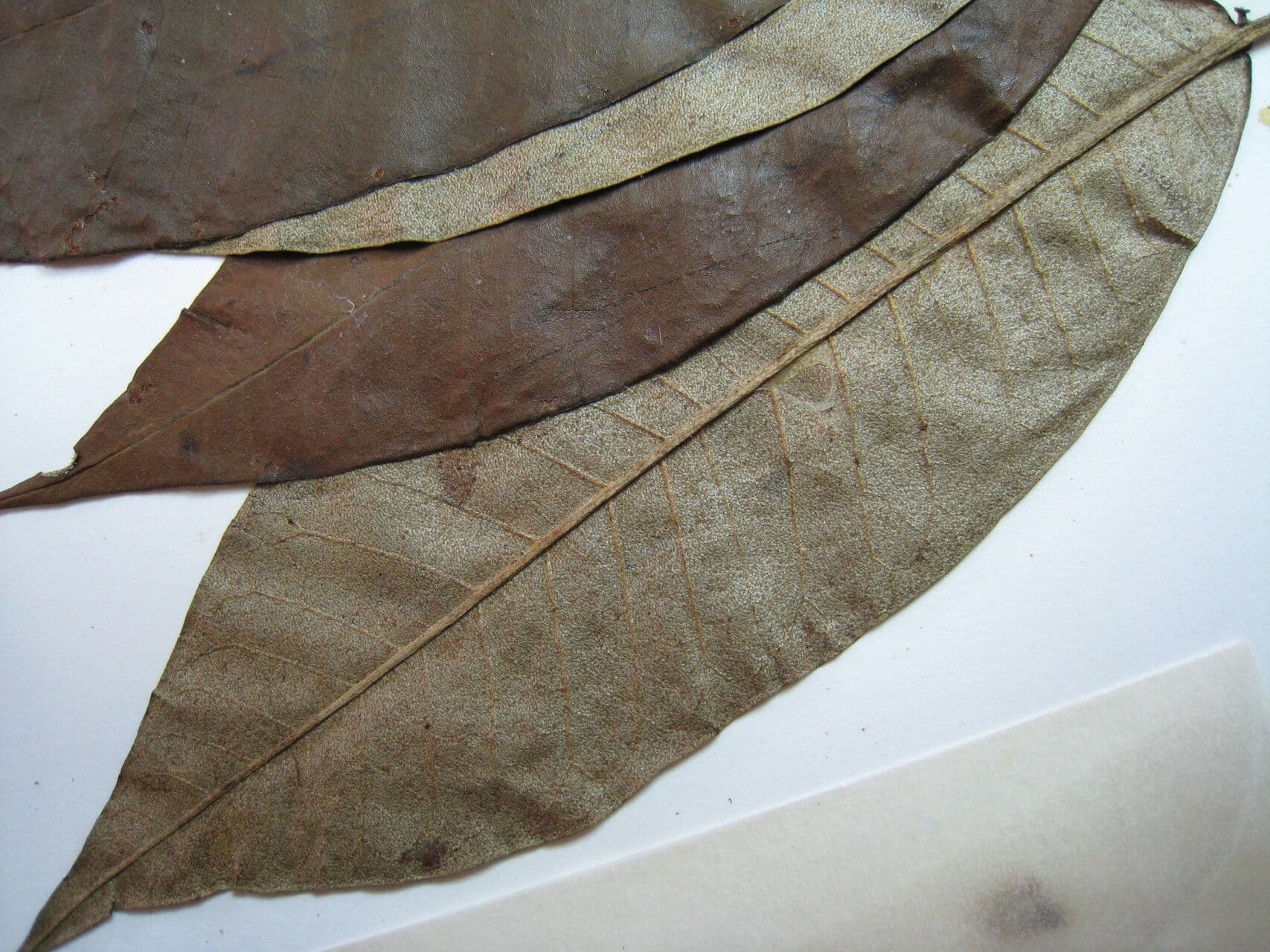 Croton 6
