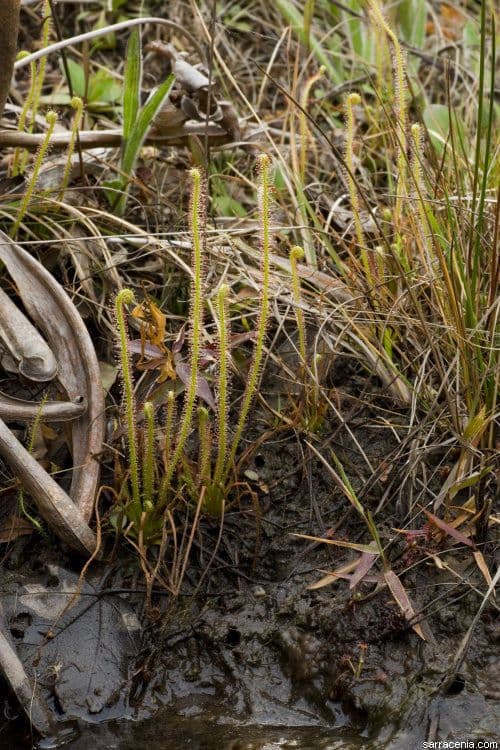 Threadleaf sundew 9