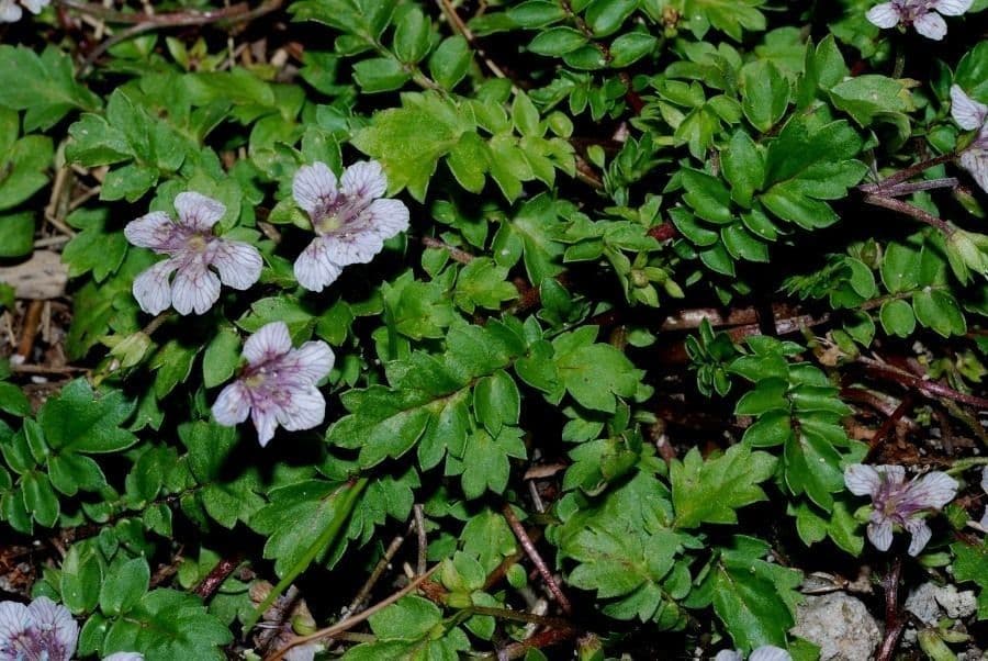 Phacelia bipinnatifida 11