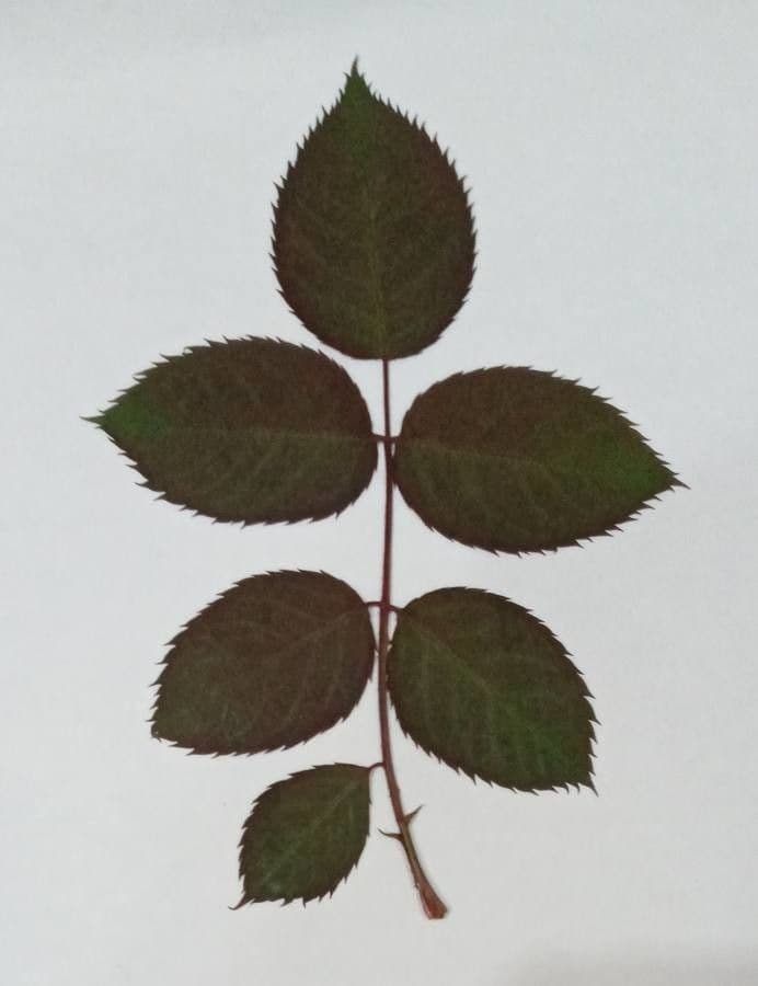 Redleaf rose 14