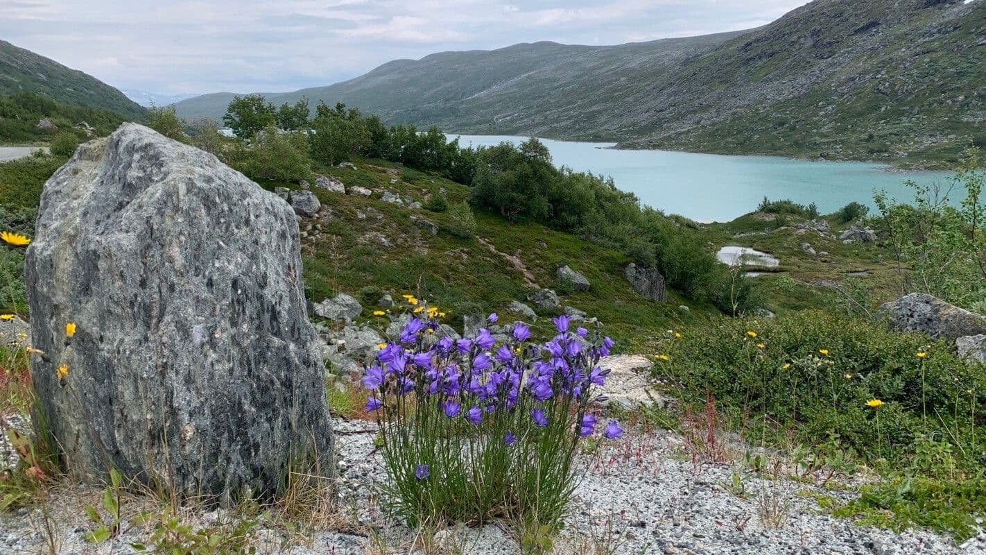 Campanula di Scheuchzer 15