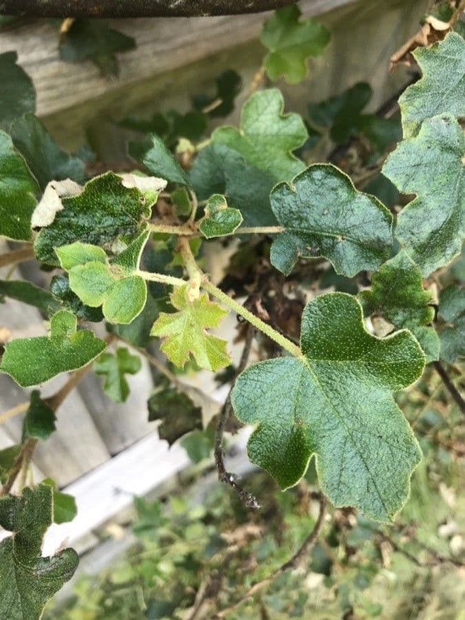Fremontodendron 18