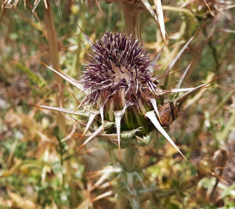 Elfenbein-Grasdistel 2
