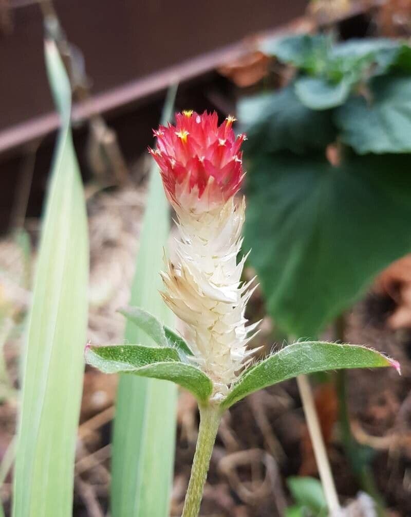 Gomphrena 5
