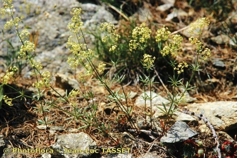 Schlankes Labkraut 8
