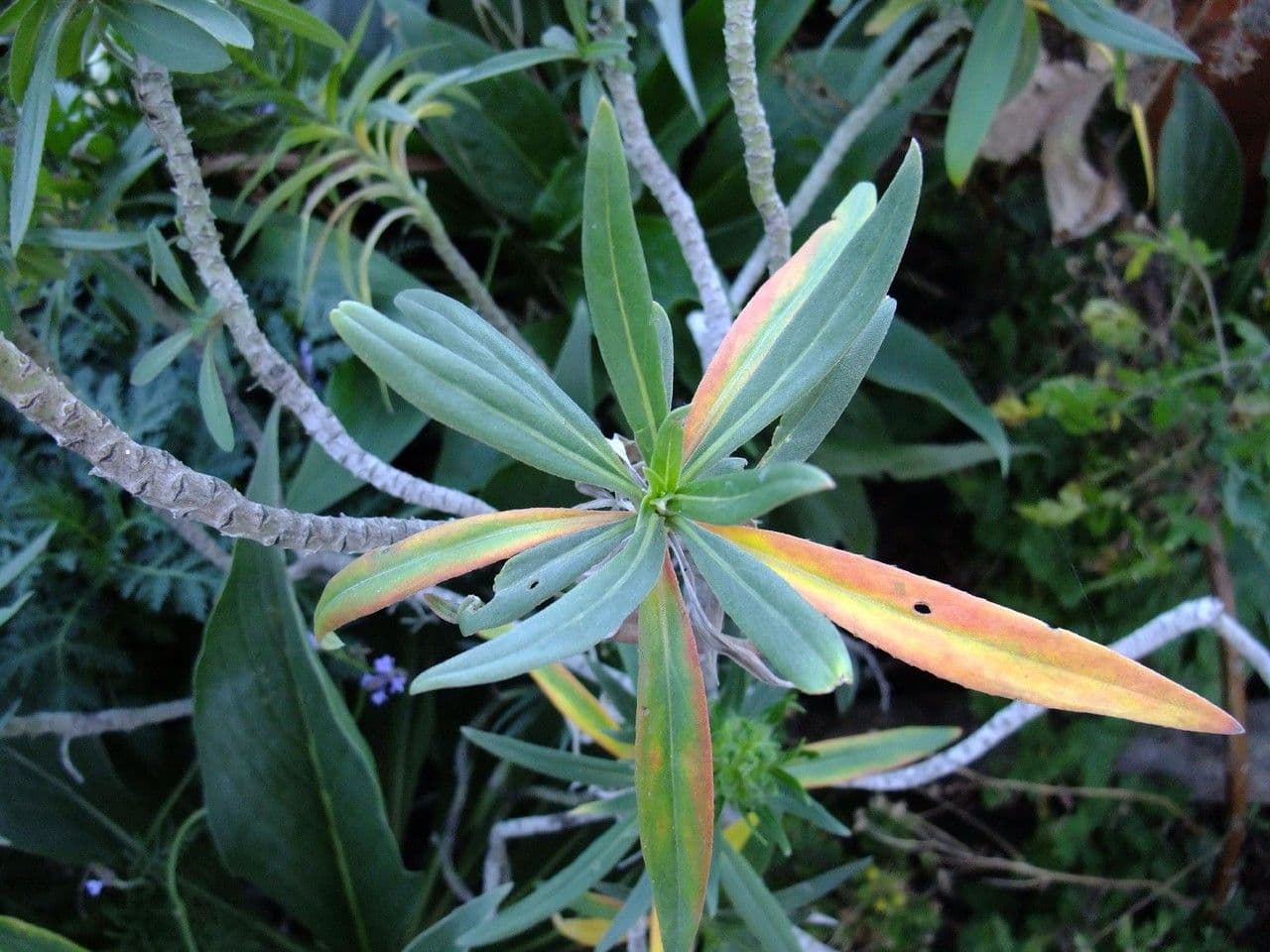 Echium di Sventen 6