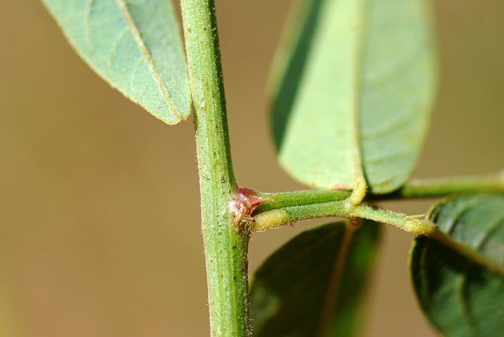 Desmodium paniculatum 25