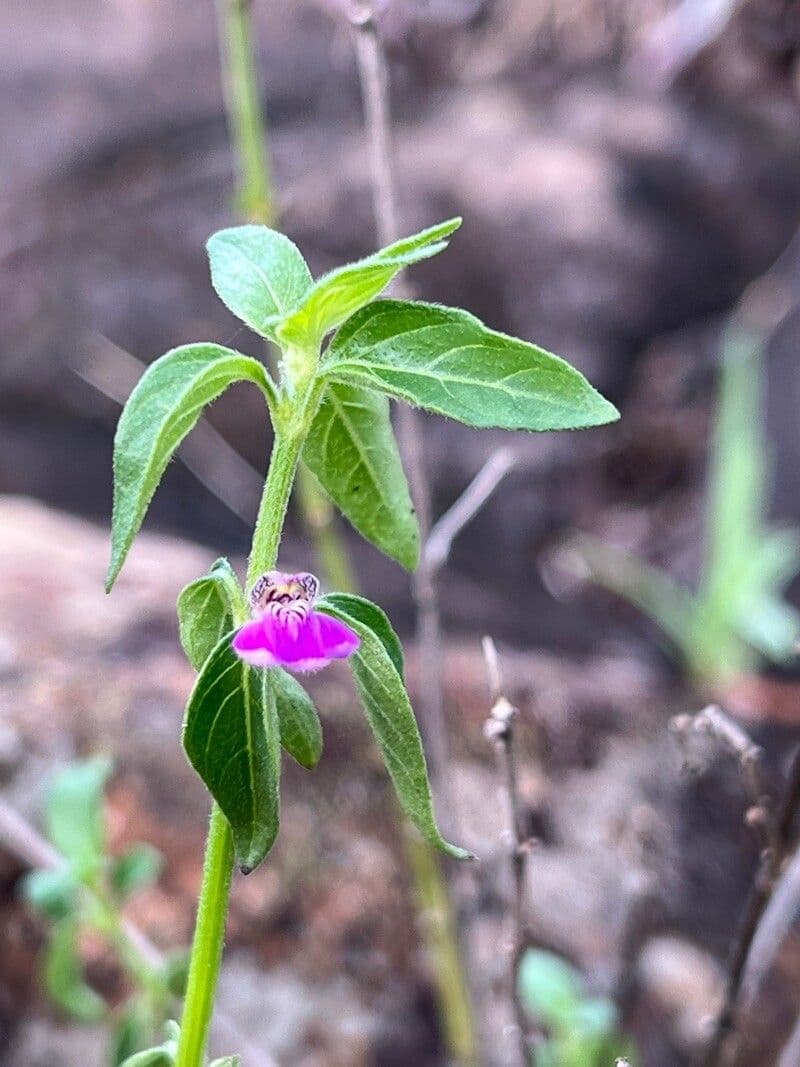 Akanthius diplopteroidny