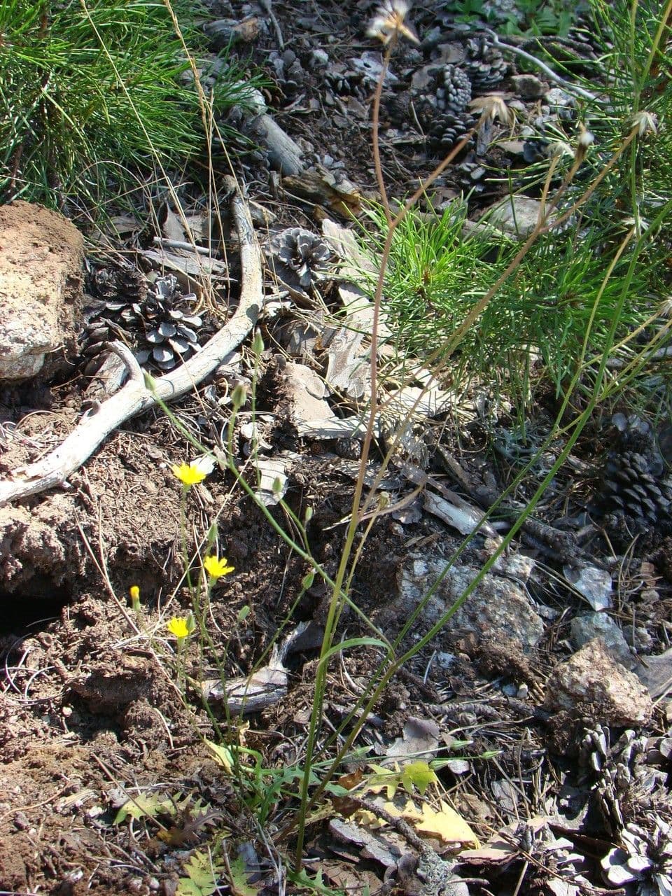 Crepis 8