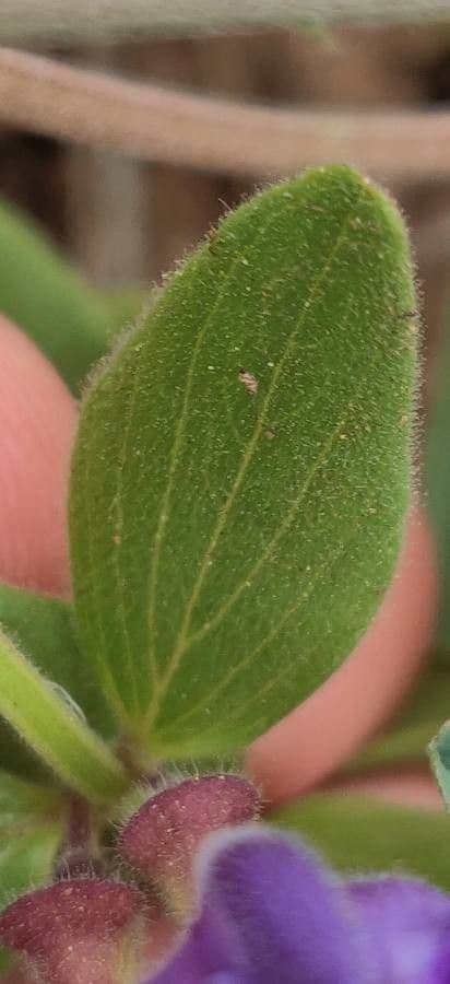 Scutellaria tuberosa 11