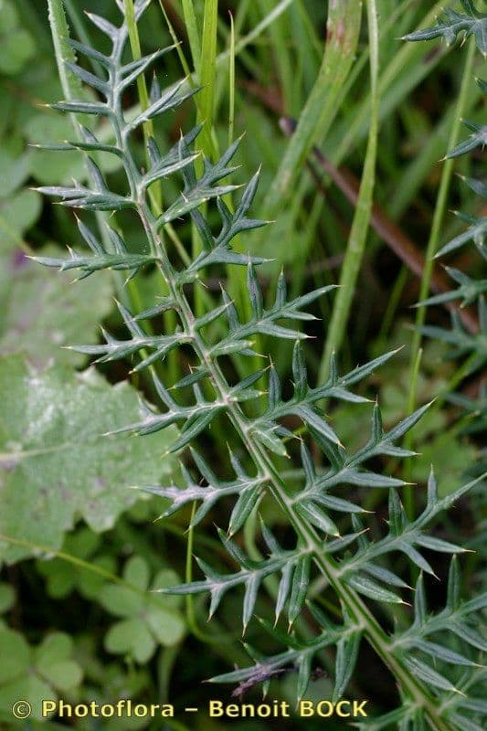 Cynara humilis 25