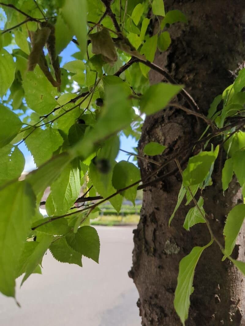 Celtis sinensis 5