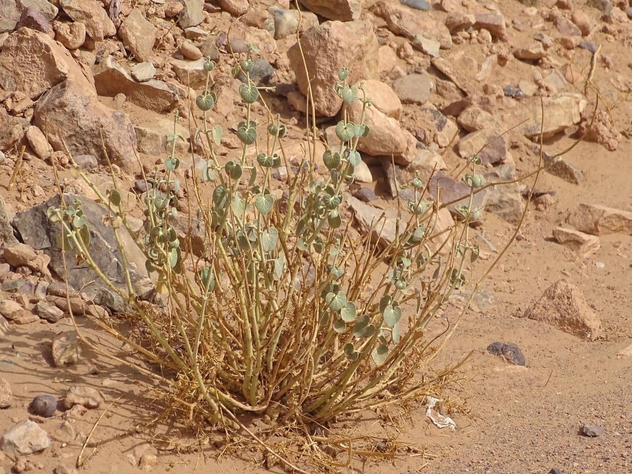 Pergularia tomentosa 13