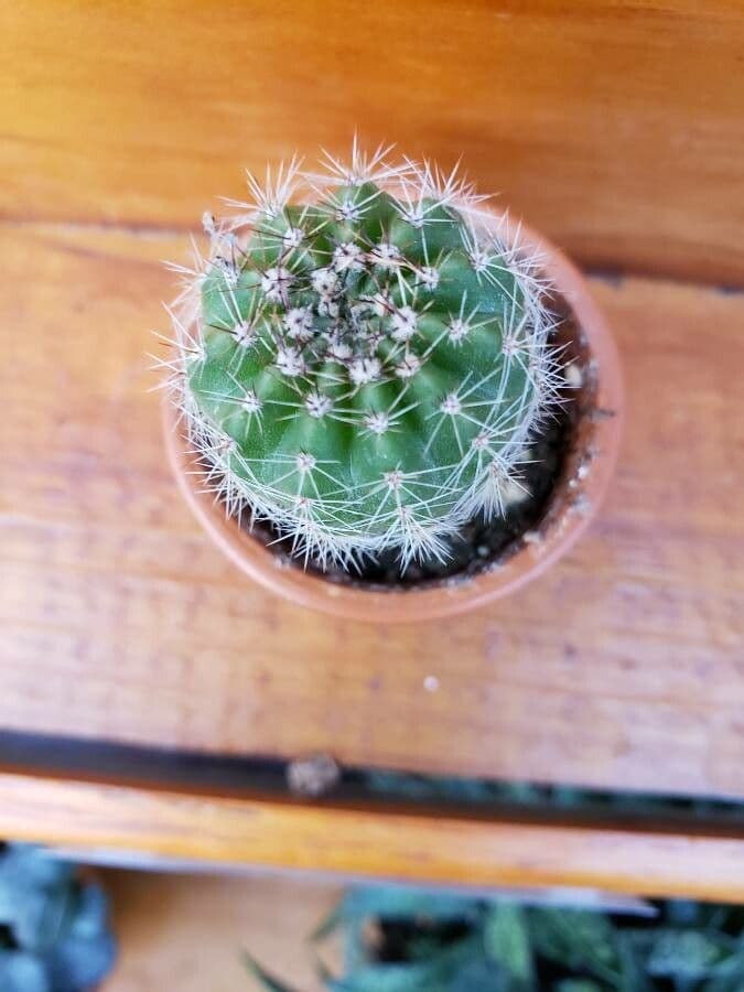 Goldene Osterlilienkaktus 9