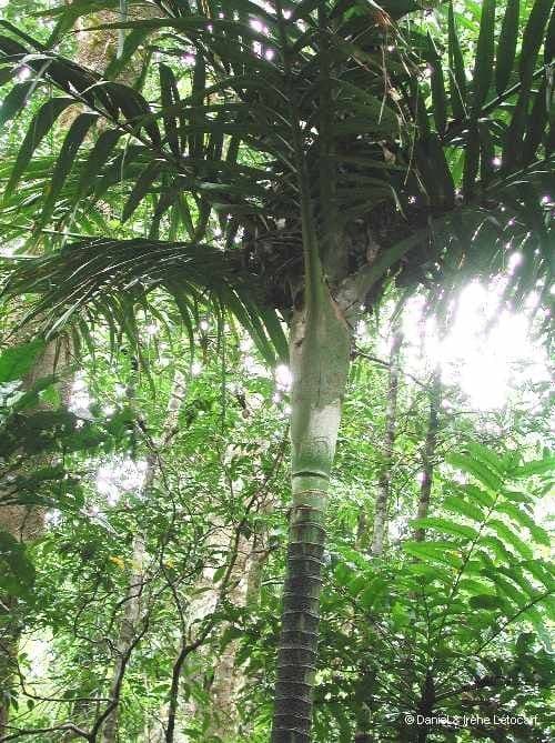 Burretiokentia 2