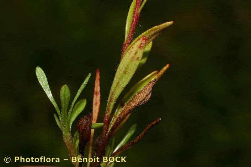 Sassifraga hirculus 2