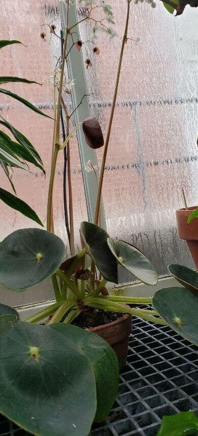 Begonia