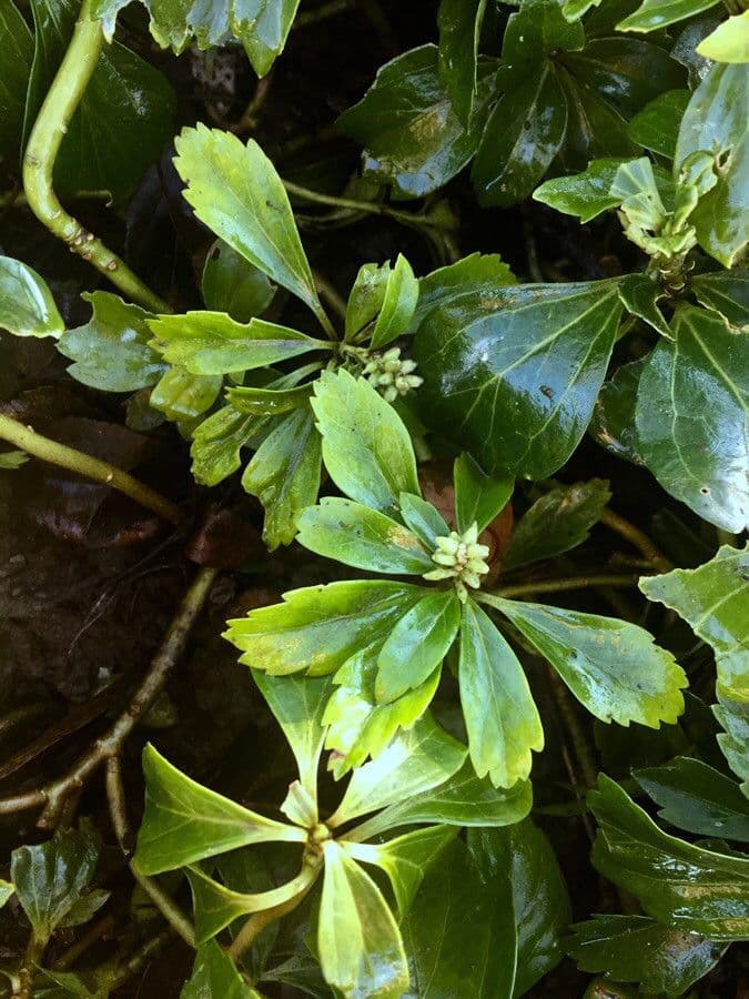 Pachysandra terminale 13