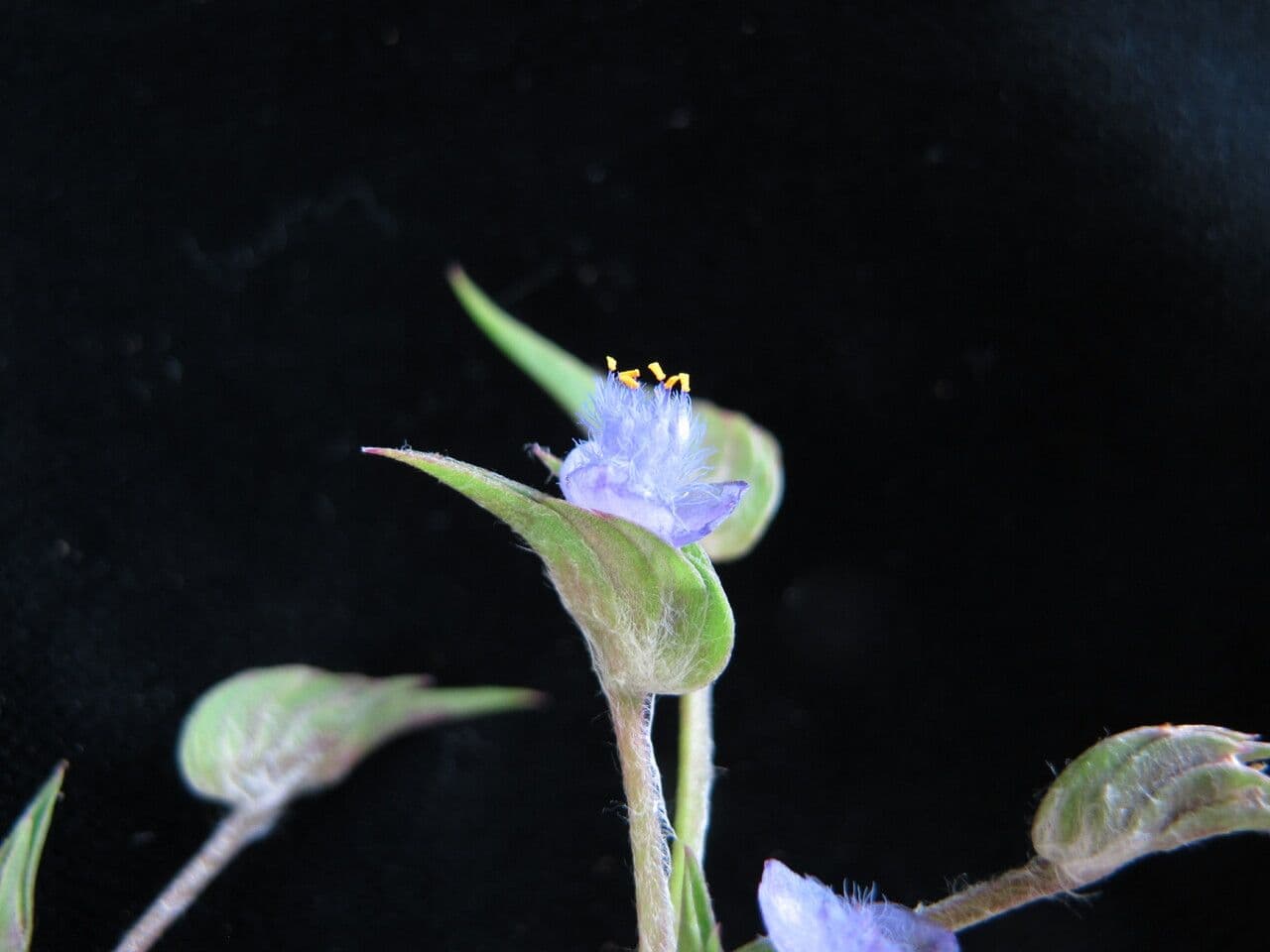 Cyanotis vaga 9