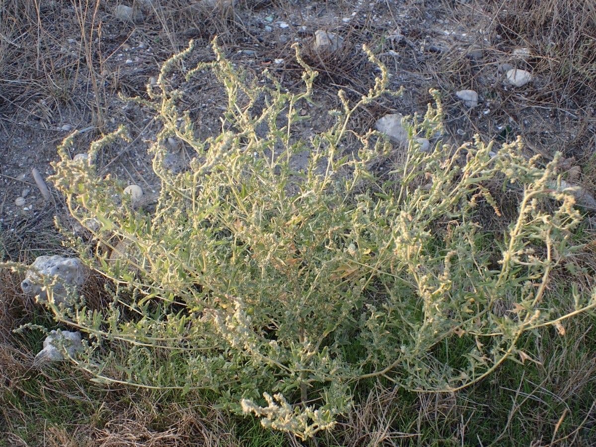 Atriplice tartara 12