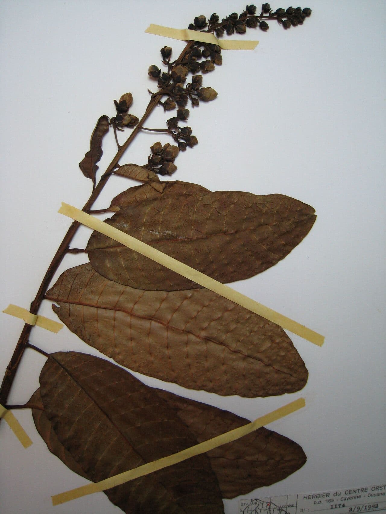 Marsh Mahurea 6