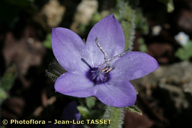 Campanula 3