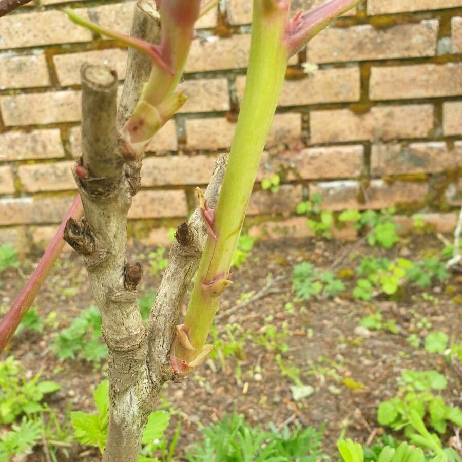 Peonia mascula 21