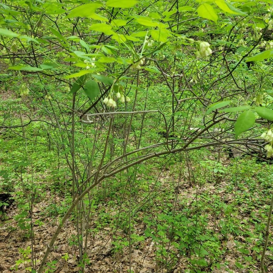 Staphylea trifolia 15