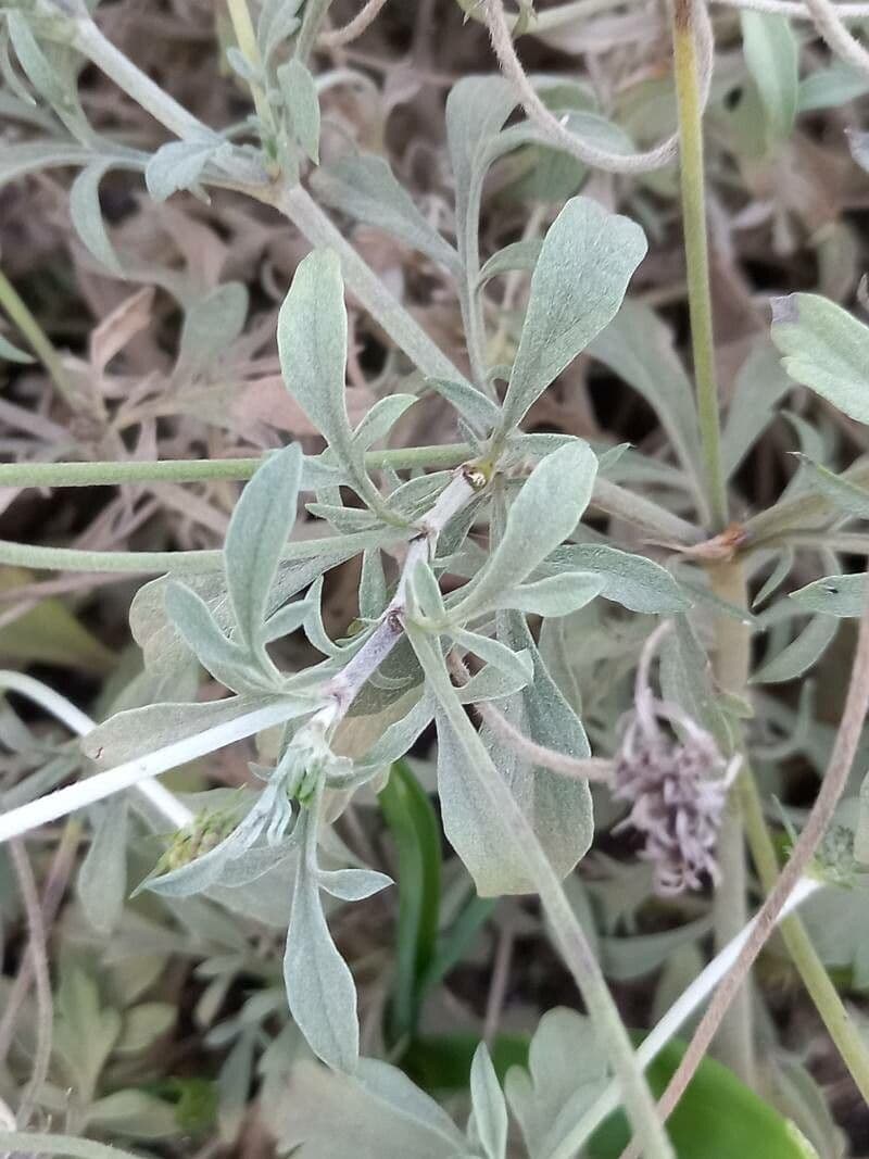 Scabiosa vellutata 5