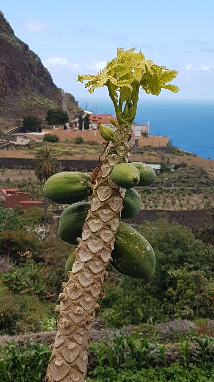 Papája