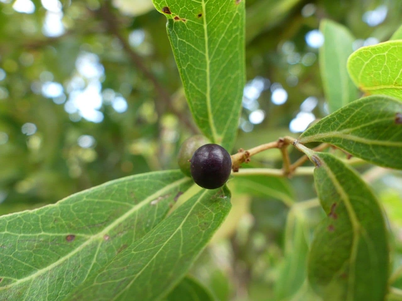 Rhoicissus revoilii