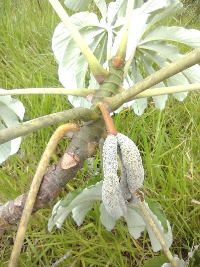 Cecropia pachystachya