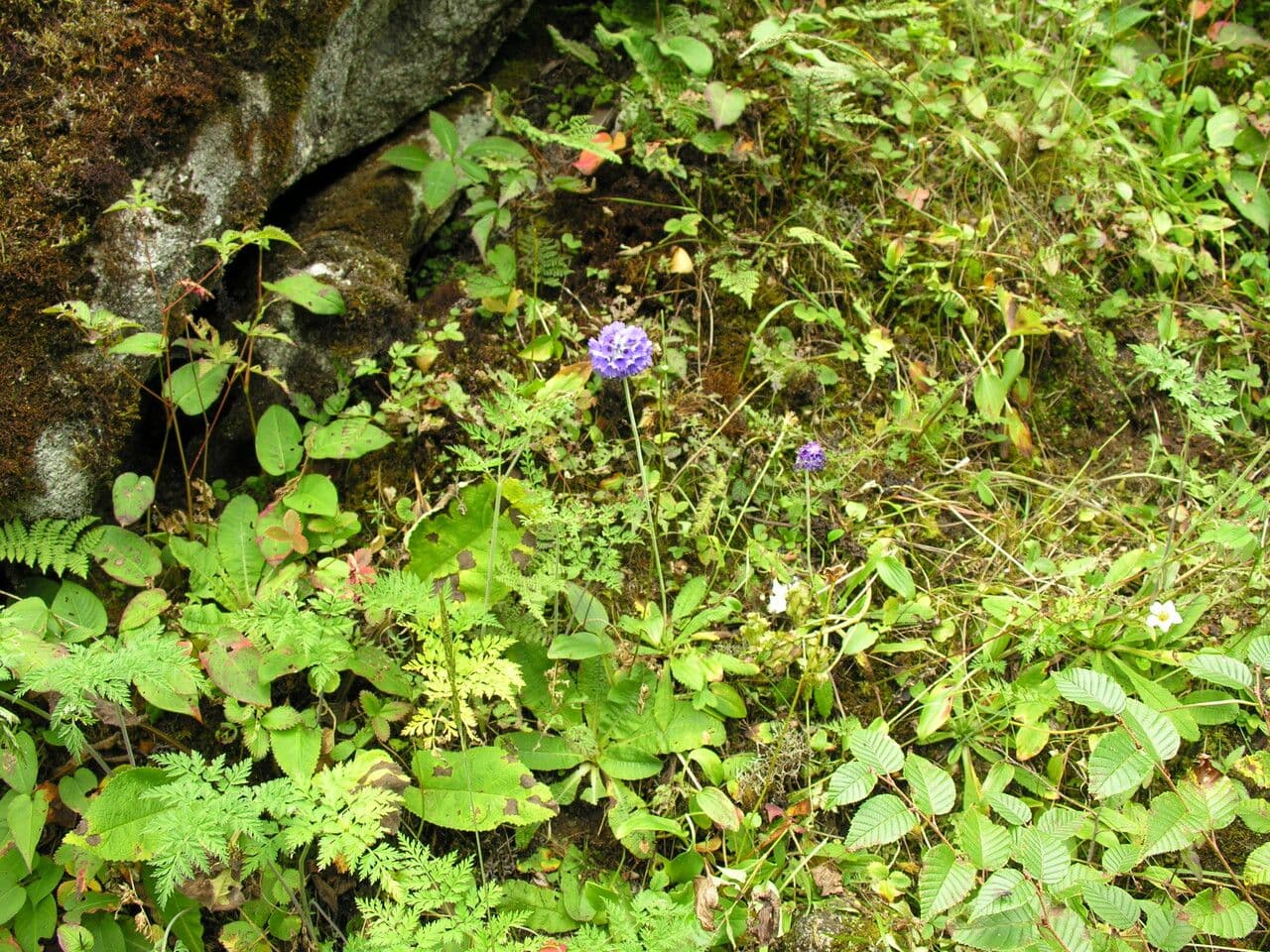 Primula capitata 5