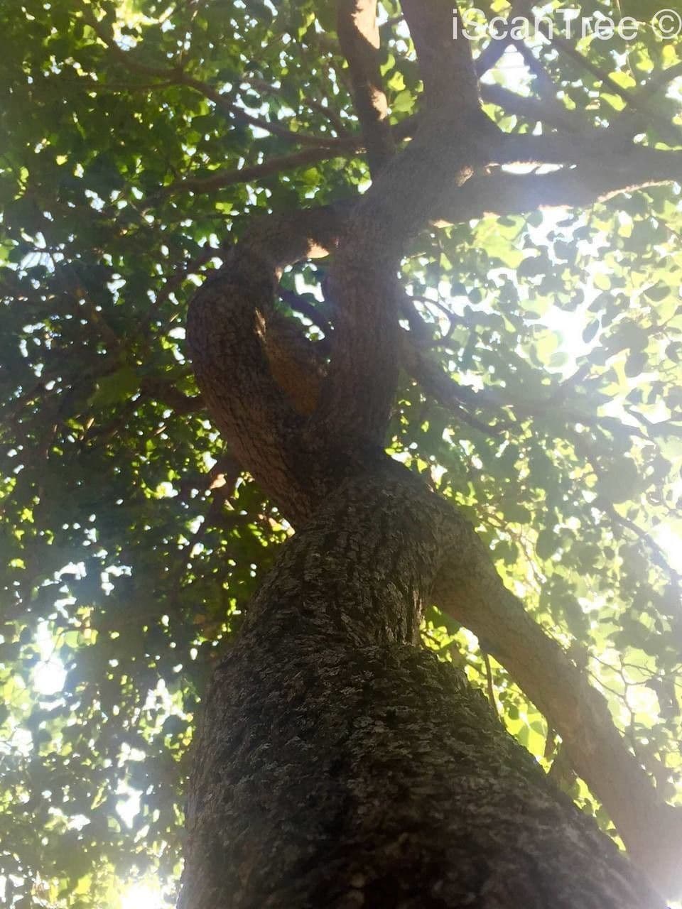 Annona senegalensis 14