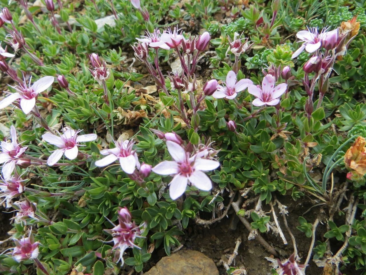 Piaskarka 6