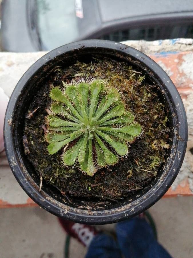 Drosera capillare 12