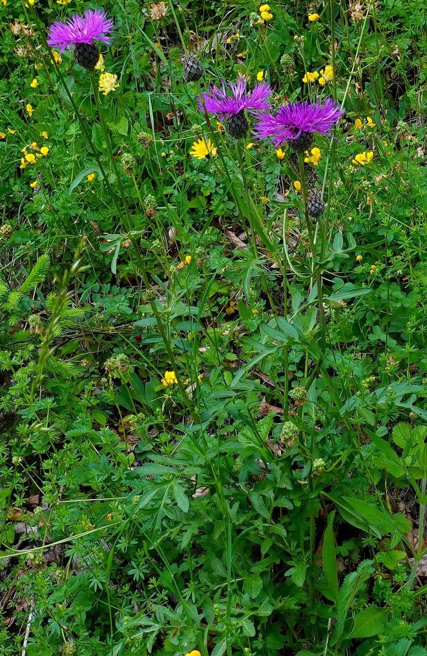 Centaurea vedovina 12
