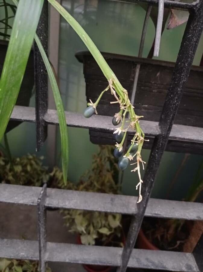 Chlorophytum 3