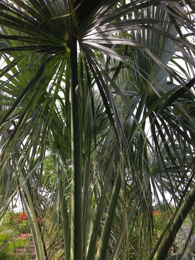Palm competitive 6