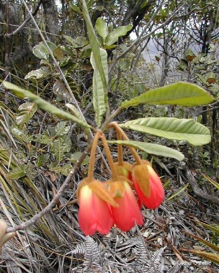 Dubouzetia 5