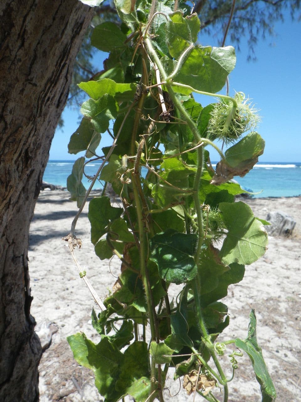 Passiflora fetida 14
