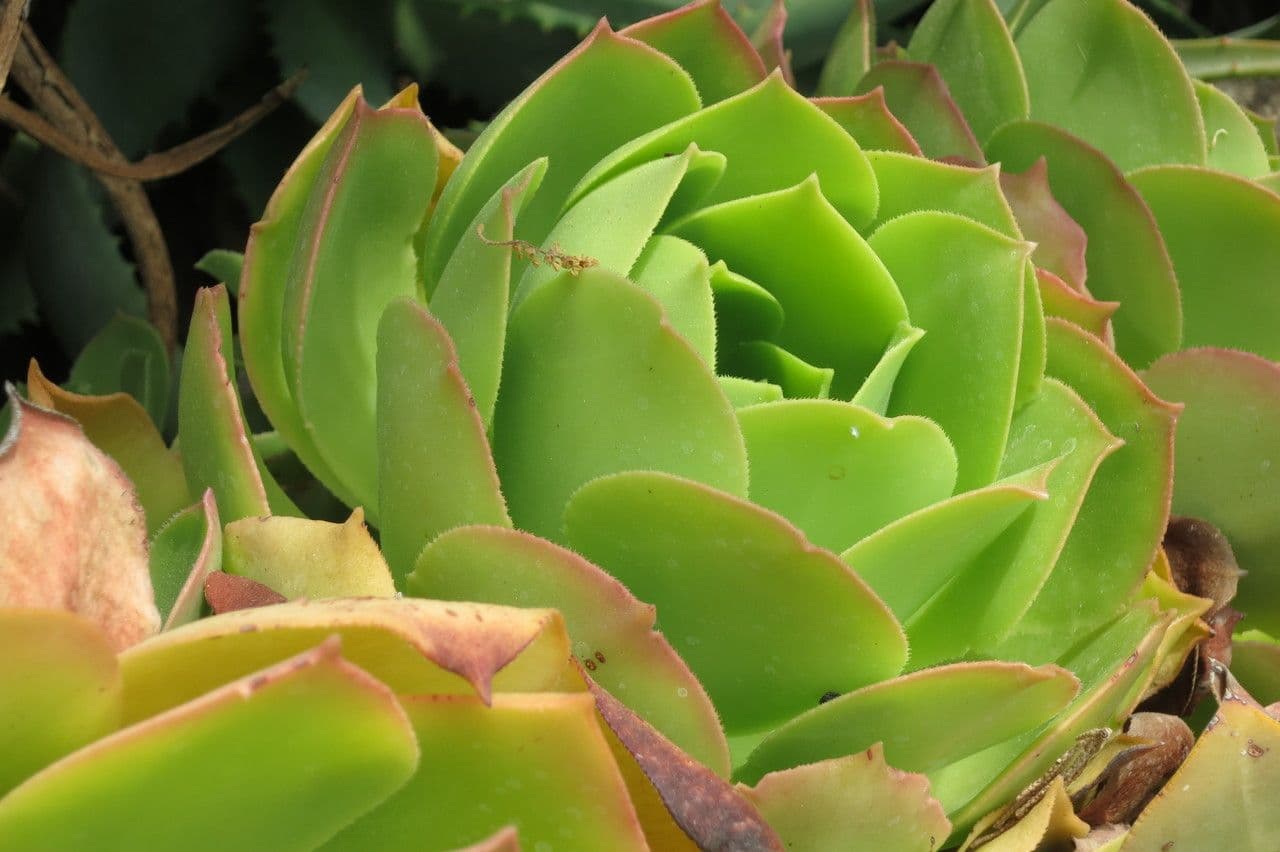 Aeonium 10