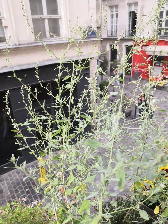 Chenopodium berlandieri 2