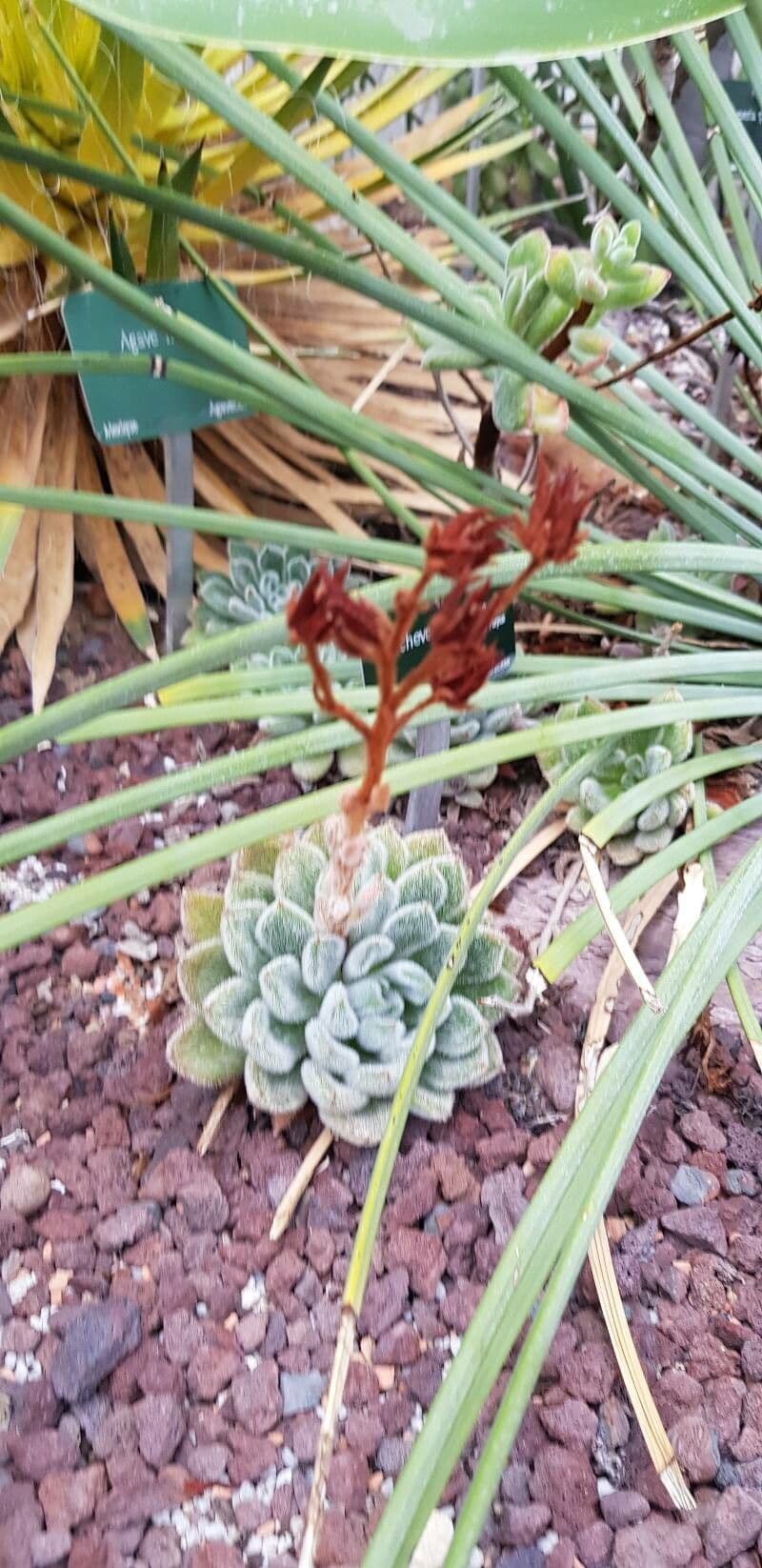 Echeveria 12