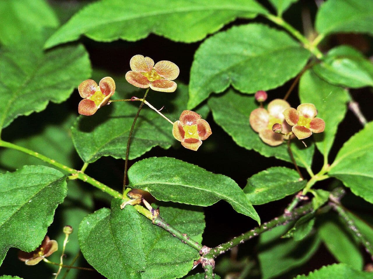 Euonymus 14